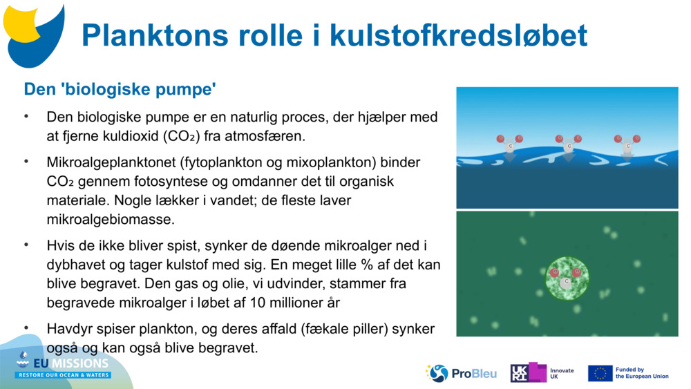 Den 'biologiske pumpe'