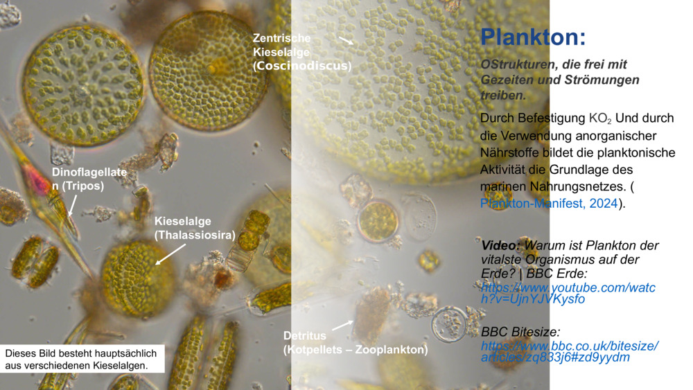 Plankton: