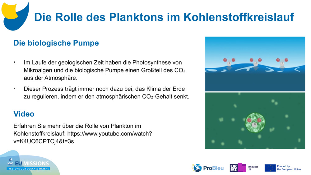Die biologische Pumpe