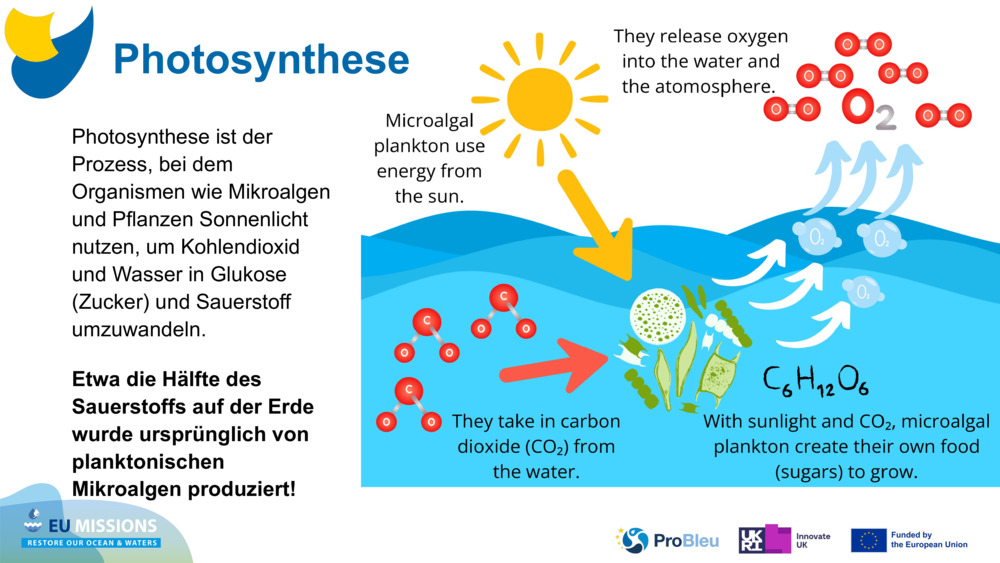 Photosynthese ist der Prozess, bei dem Organismen wie Mikroalgen und Pflanzen Sonnenlicht nutzen, um Kohlendioxid und Wasser in Glukose (Zucker) und Sauerstoff umzuwandeln. 