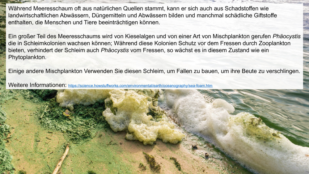 Während Meeresschaum oft aus natürlichen Quellen stammt, kann er sich auch aus Schadstoffen wie landwirtschaftlichen Abwässern, Düngemitteln und Abwässern bilden und manchmal schädliche Giftstoffe enthalten, die Menschen und Tiere beeinträchtigen können.
