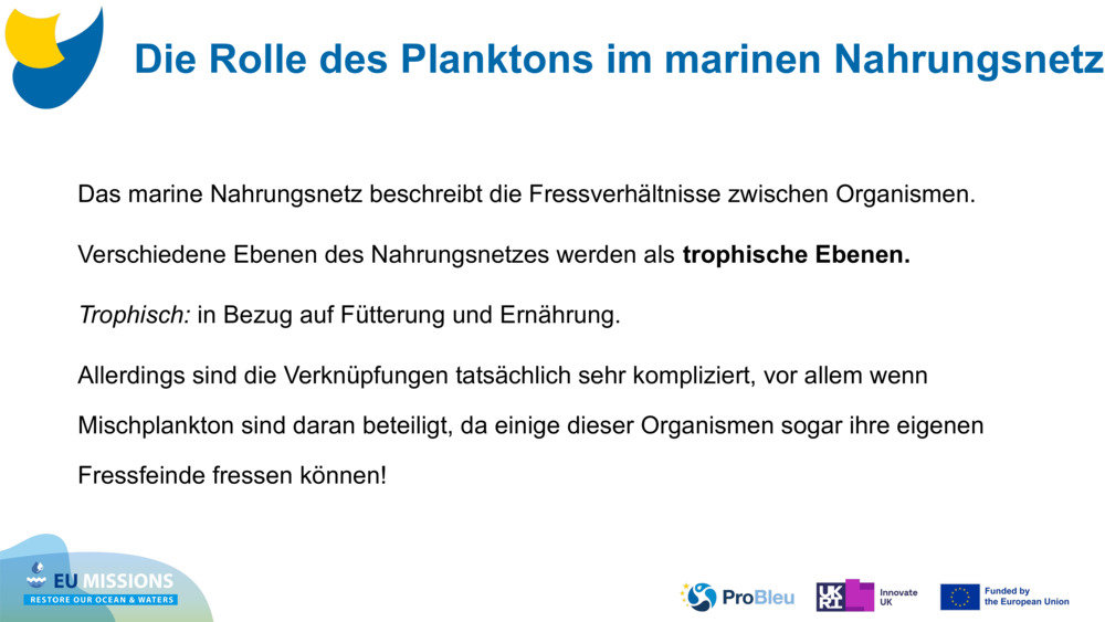 Das marine Nahrungsnetz beschreibt die Fressverhältnisse zwischen Organismen. 