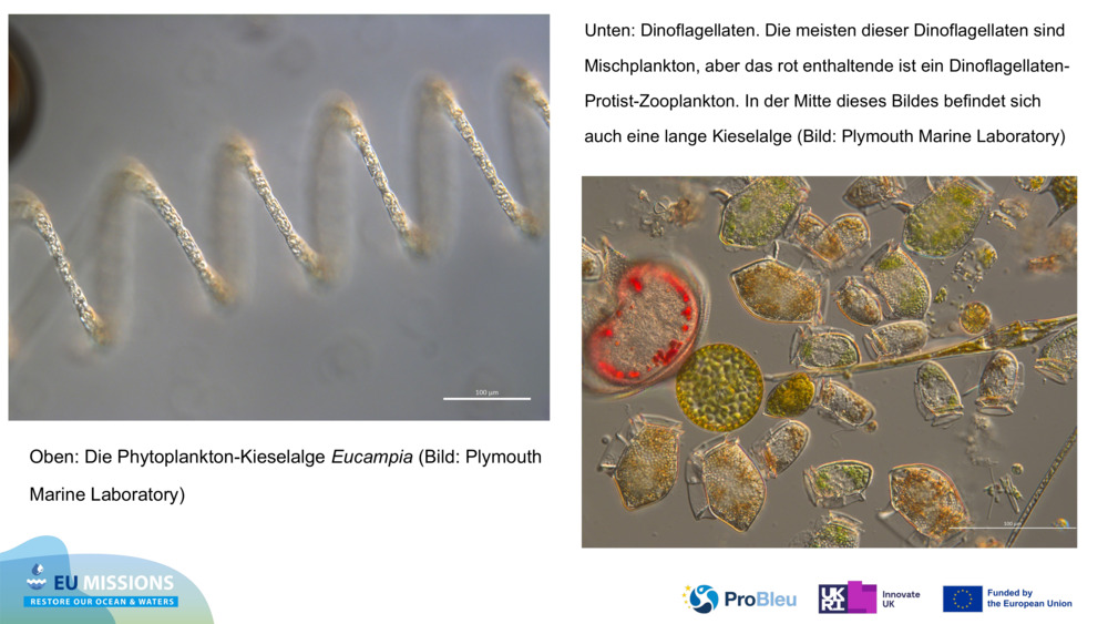 Oben: Die Phytoplankton-Kieselalge 