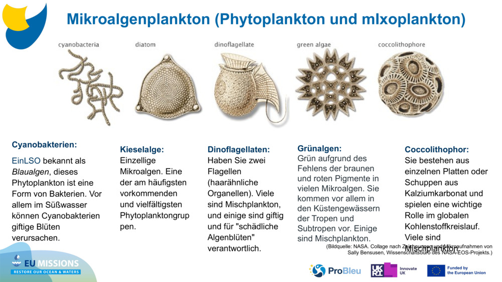 Cyanobakterien: 