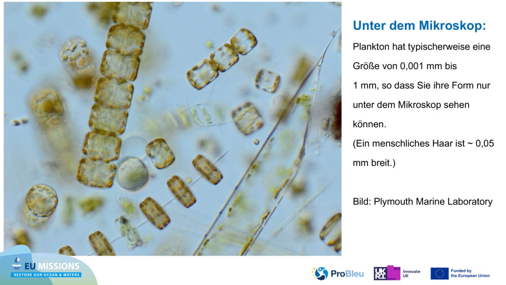 Unter dem Mikroskop: 