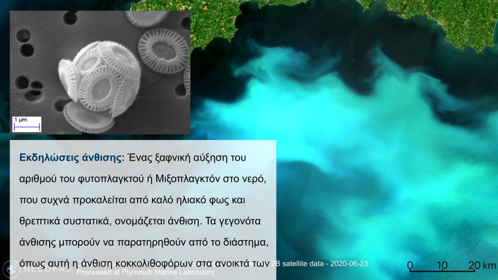 Εκδηλώσεις άνθισης: 