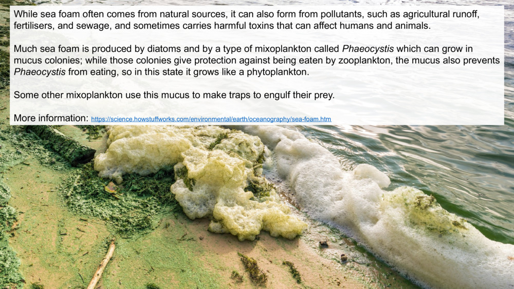 While sea foam often comes from natural sources, it can also form from pollutants, such as agricultural runoff, fertilisers, and sewage, and sometimes carries harmful toxins that can affect humans and animals.