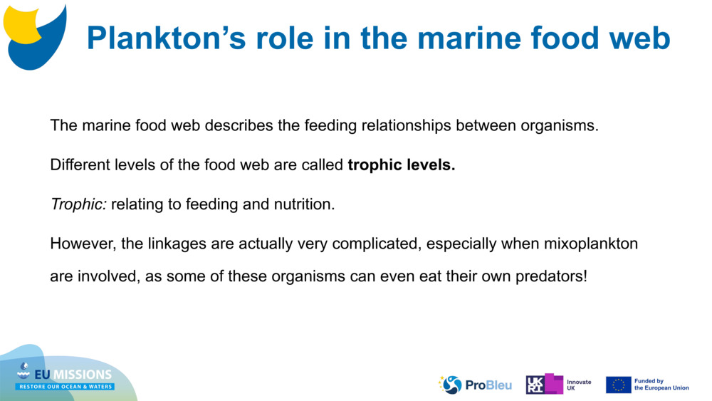 The marine food web describes the feeding relationships between organisms. 