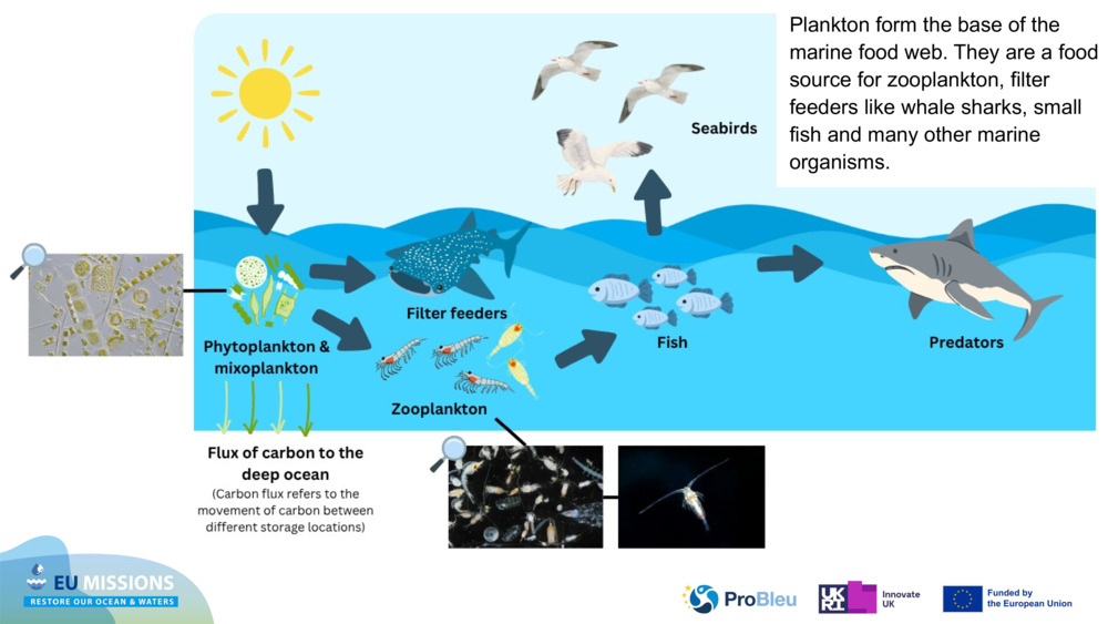 Plankton form the base of the marine food web. They are a food source for zooplankton, filter feeders like whale sharks, small fish and many other marine organisms.​
