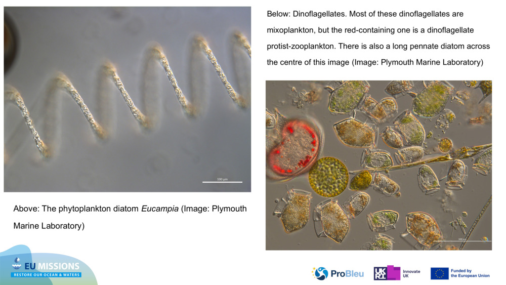 Above: The phytoplankton diatom 