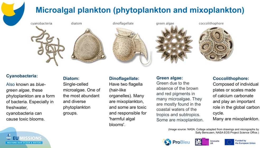 Cyanobacteria: 