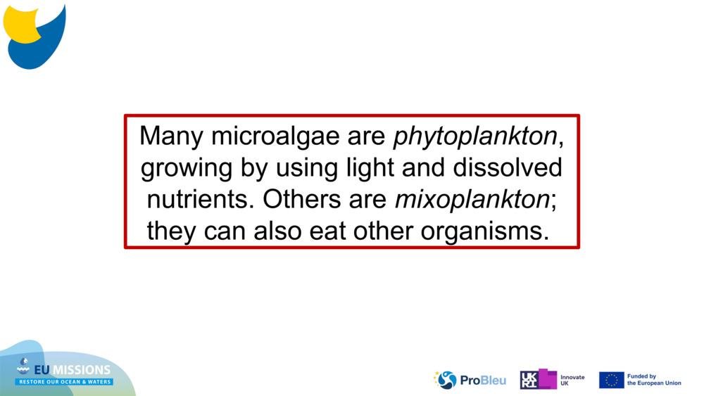 Many microalgae are 