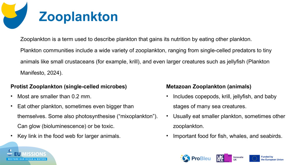 Zooplankton