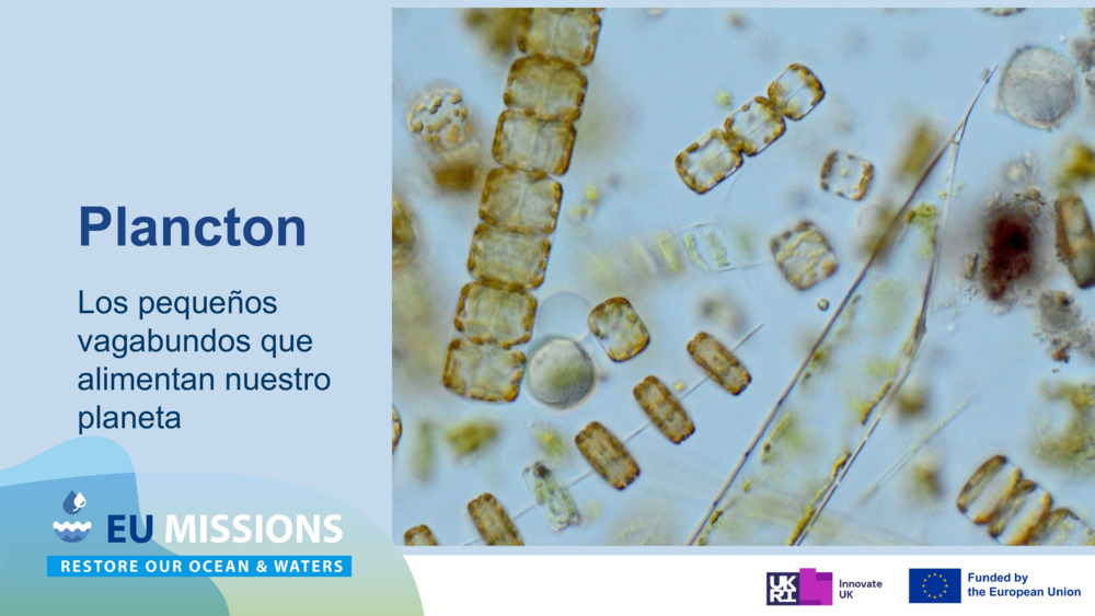 Plancton