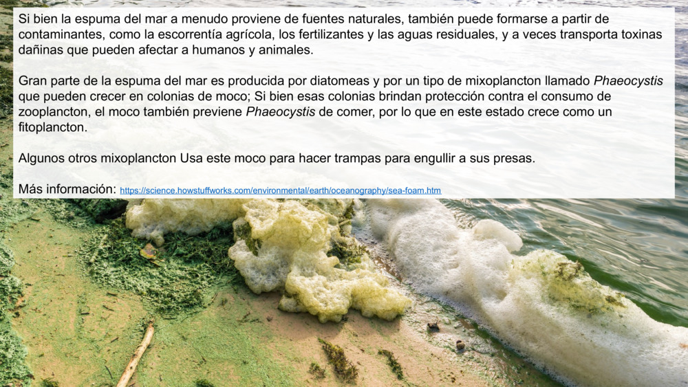 Si bien la espuma del mar a menudo proviene de fuentes naturales, también puede formarse a partir de contaminantes, como la escorrentía agrícola, los fertilizantes y las aguas residuales, y a veces transporta toxinas dañinas que pueden afectar a humanos y animales.