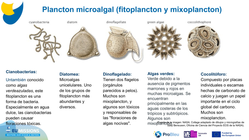 Cianobacterias: 
