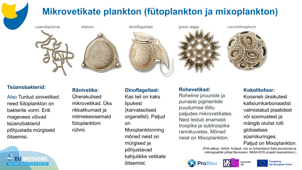 Tsüanobakterid: 