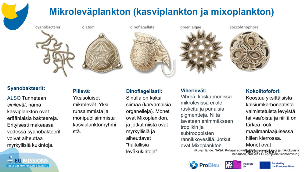 Syanobakteerit: 