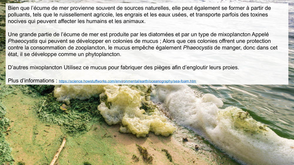Bien que l’écume de mer provienne souvent de sources naturelles, elle peut également se former à partir de polluants, tels que le ruissellement agricole, les engrais et les eaux usées, et transporte parfois des toxines nocives qui peuvent affecter les humains et les animaux.