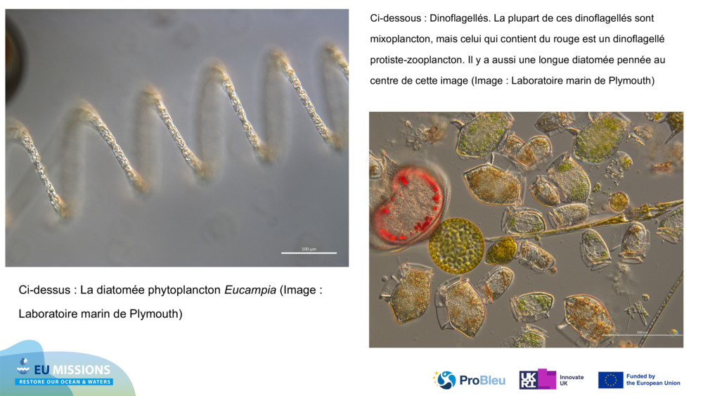 Ci-dessus : La diatomée phytoplancton 
