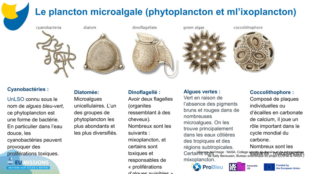 Cyanobactéries : 