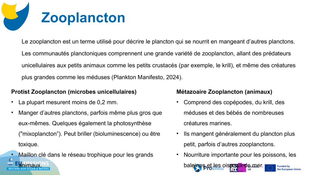 Zooplancton