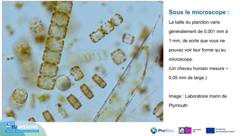 Sous le microscope : 