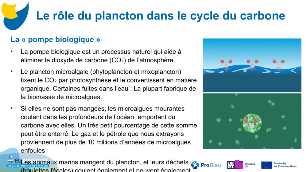 La « pompe biologique »