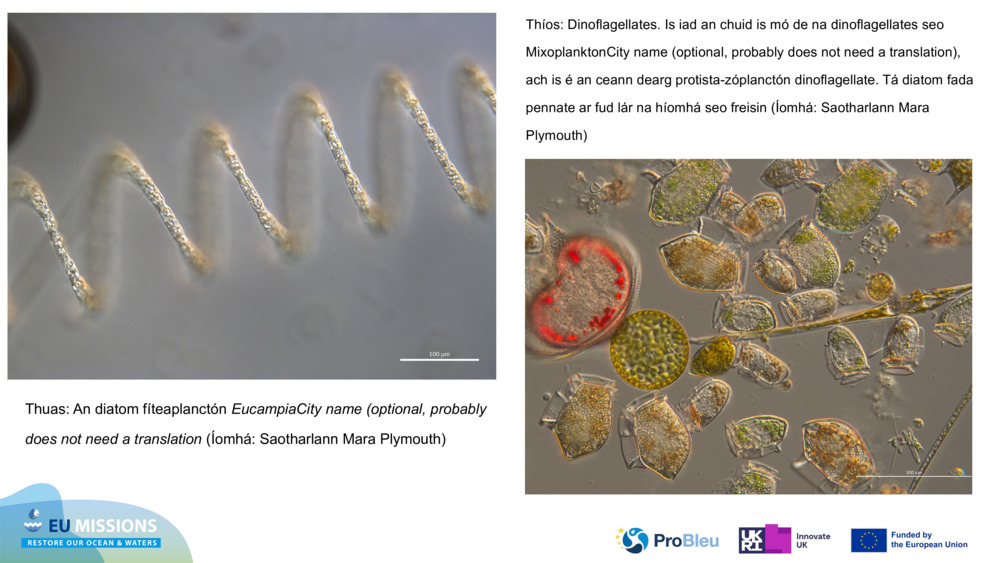 Thuas: An diatom fíteaplanctón 
