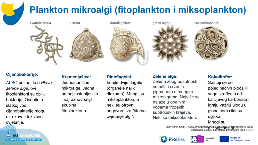 Cijanobakterije: 