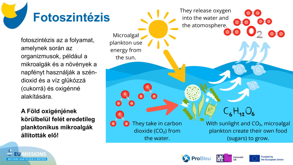 fotoszintézis az a folyamat, amelynek során az organizmusok, például a mikroalgák és a növények a napfényt használják a szén-dioxid és a víz glükózzá (cukorrá) és oxigénné alakítására. 