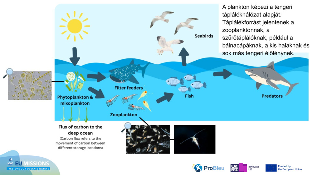 A plankton képezi a tengeri táplálékhálózat alapját. Táplálékforrást jelentenek a zooplanktonnak, a szűrőtáplálóknak, például a bálnacápáknak, a kis halaknak és sok más tengeri élőlénynek.
