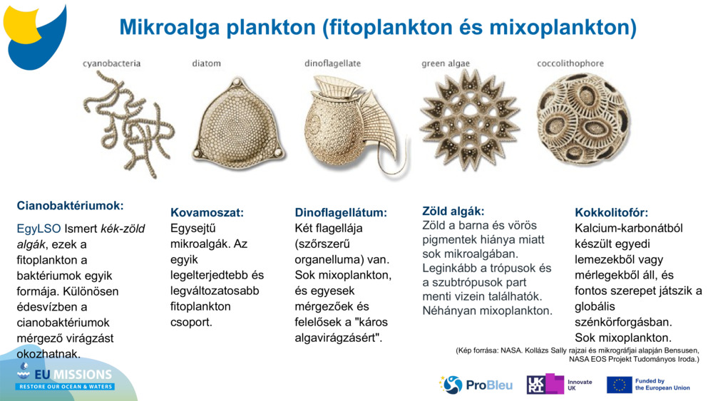 Cianobaktériumok: 