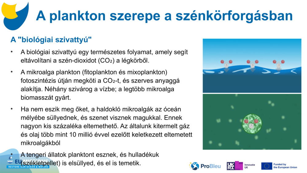 A "biológiai szivattyú"