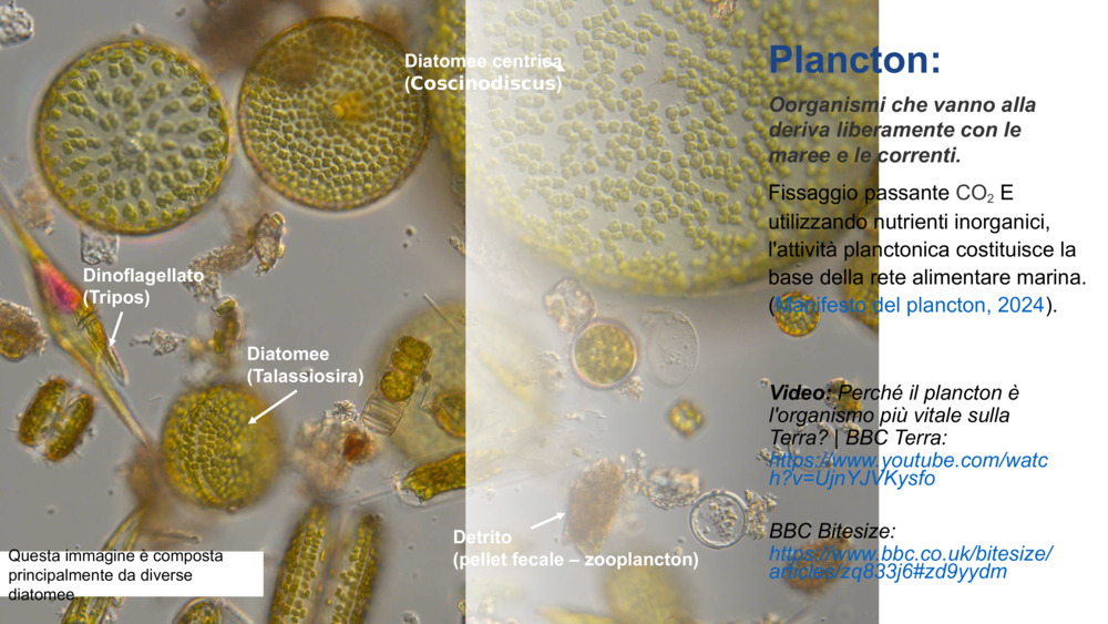 Plancton:
