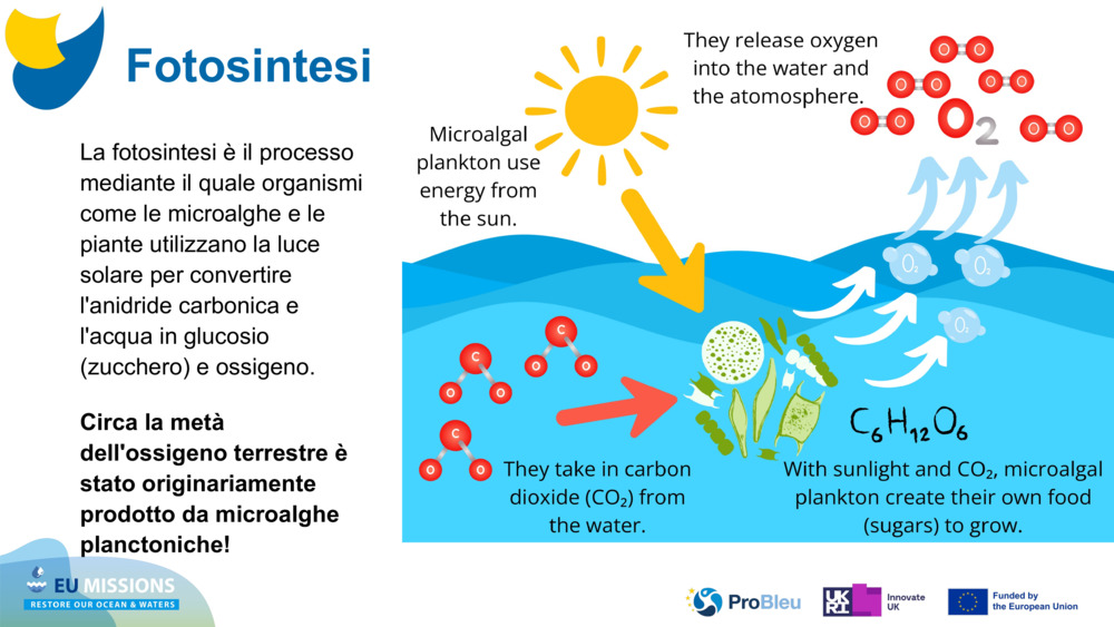 La fotosintesi è il processo mediante il quale organismi come le microalghe e le piante utilizzano la luce solare per convertire l'anidride carbonica e l'acqua in glucosio (zucchero) e ossigeno. 