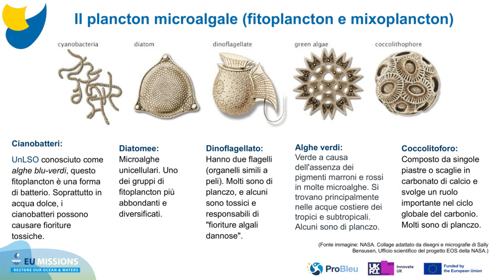 Cianobatteri: 