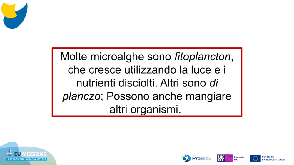 Molte microalghe sono 