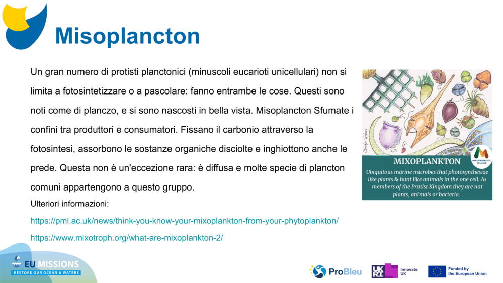 Misoplancton