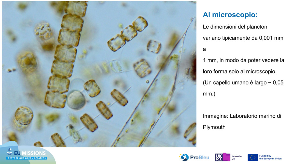 Al microscopio: 