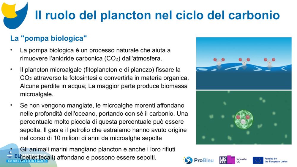 La "pompa biologica"