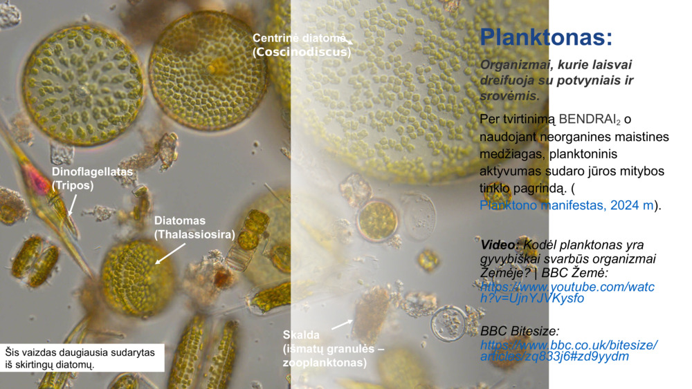 Planktonas: