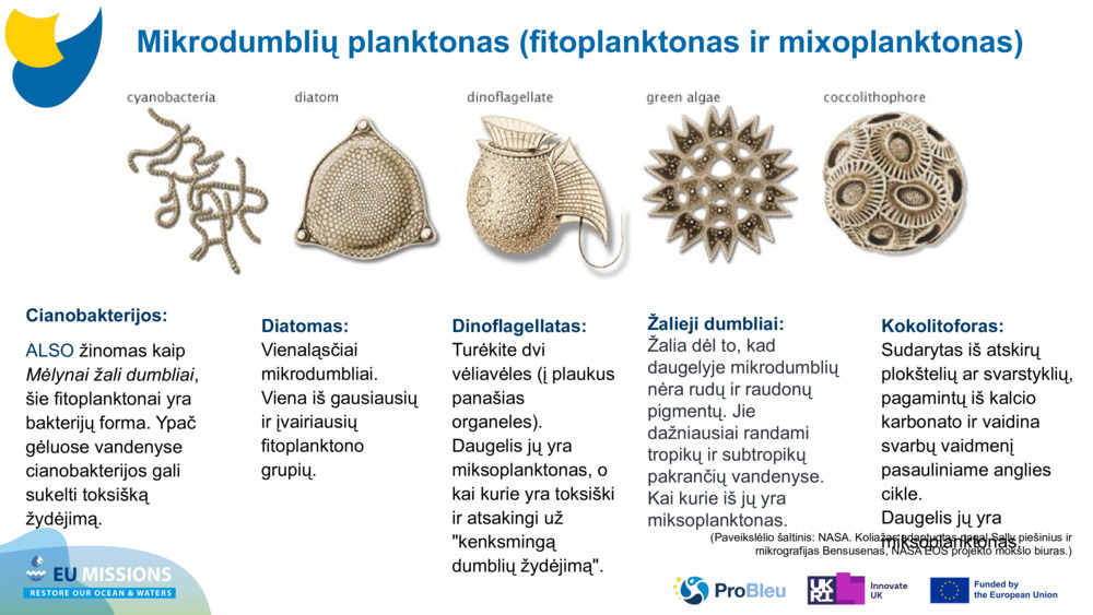 Cianobakterijos: 