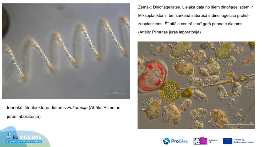 Iepriekš: fitoplanktona diatoms 