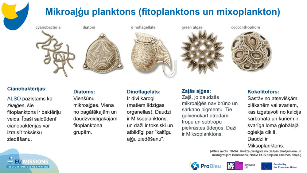 Cianobaktērijas: 