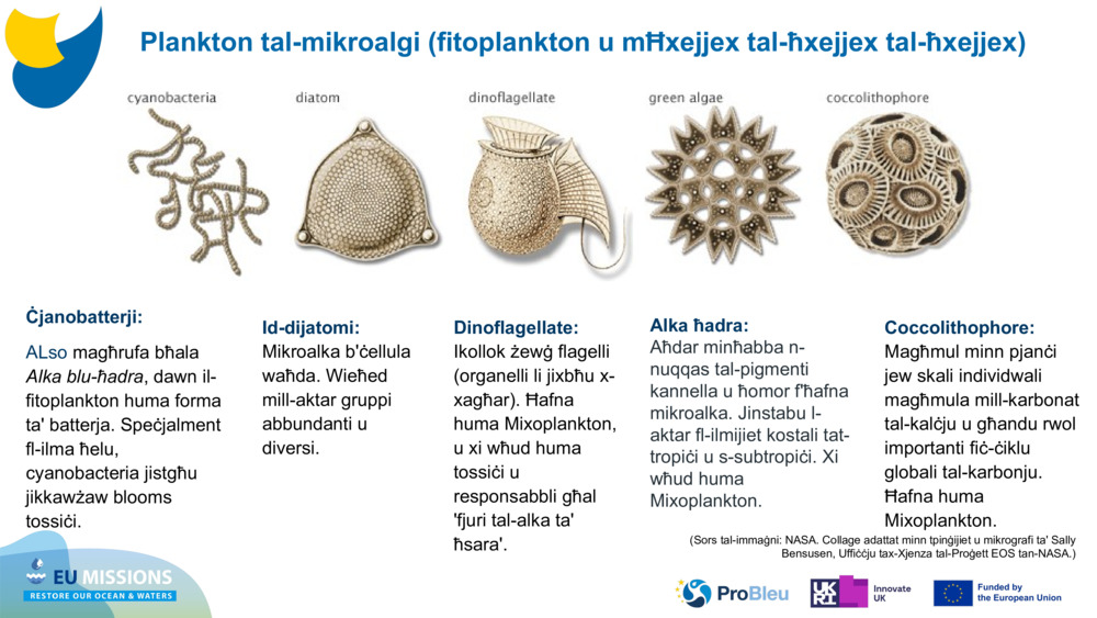Ċjanobatterji: 