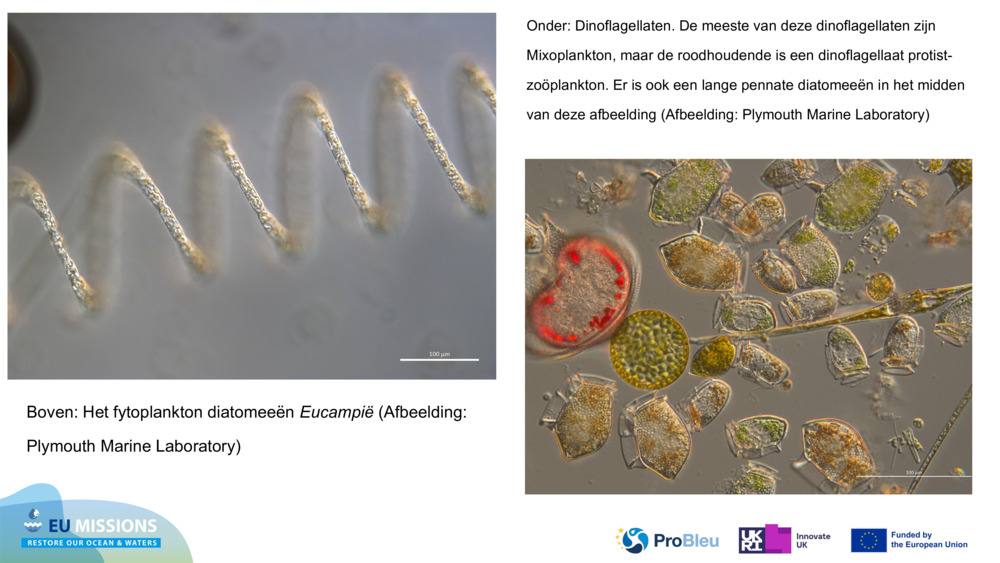 Boven: Het fytoplankton diatomeeën 