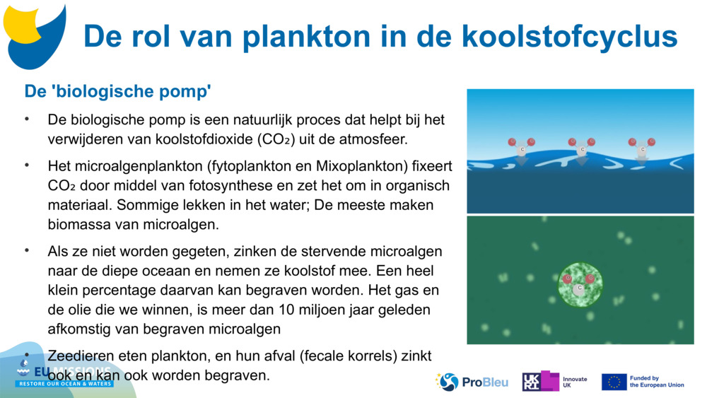 De 'biologische pomp'