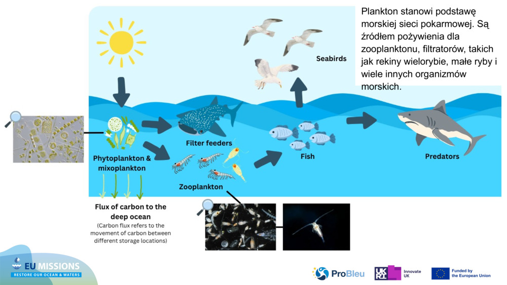 Plankton stanowi podstawę morskiej sieci pokarmowej. Są źródłem pożywienia dla zooplanktonu, filtratorów, takich jak rekiny wielorybie, małe ryby i wiele innych organizmów morskich.