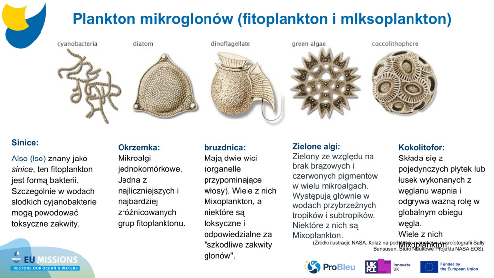 Sinice: 